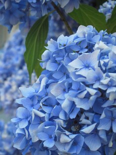 蓝色绣球花特写