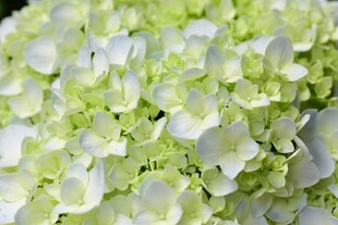 清新绿白绣球花特写