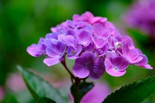 紫色绣球花特写