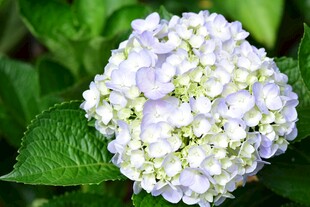 白色绣球花特写
