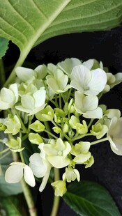 清新绣球花特写