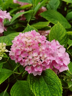 粉色绣球花绽放