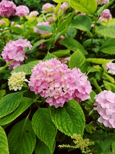 粉色绣球花绽放绿叶间