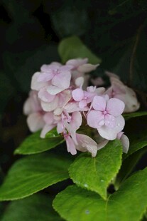 粉色绣球花绽放