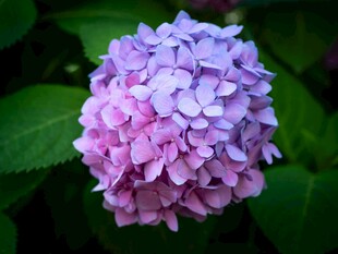 梦幻紫绣球花绽放