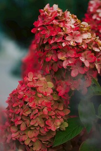 艳丽绣球花绽放