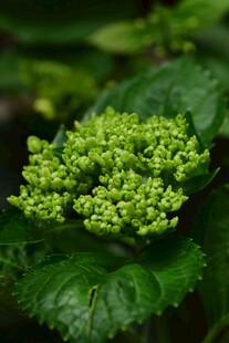 嫩绿绣球花 