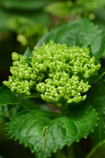 嫩绿绣球花