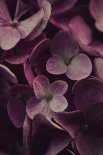 紫色绣球花特写
