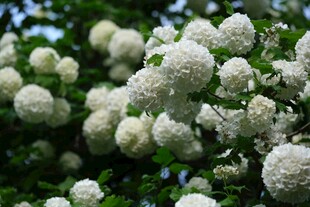 白色绣球花绽放