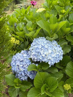 蓝绣球花绽放于绿叶间