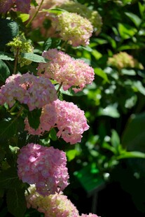 粉色绣球花绽放于绿叶间