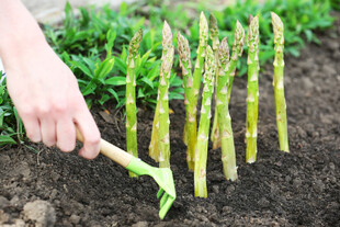 人工种植芦笋