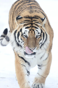 雪地中行走的威猛老虎