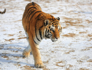 雪地中行走的斑斓猛虎