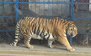 笼中行走的斑斓猛虎