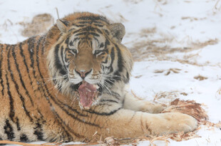 雪地中休憩的斑斓猛虎