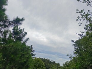 林间阴天景象
