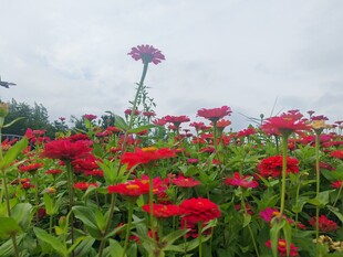 红花朵朵间的挺拔植物
