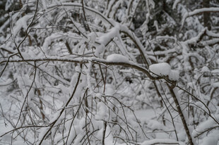 雪覆树枝的冬日景象