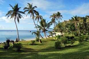 热带海滨椰林美景