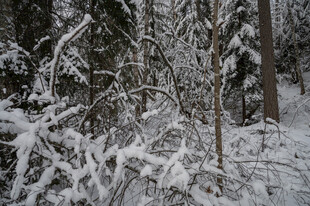 雪覆森林美景