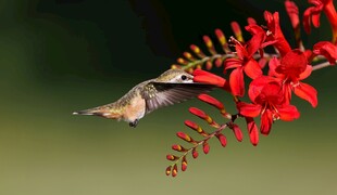 蜂鸟停驻艳丽红花