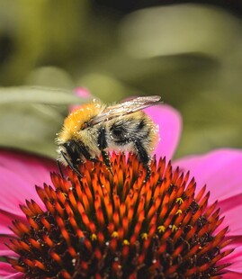 蜜蜂采蜜于艳丽紫锥菊上