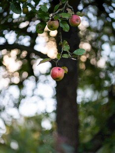 枝头红苹果