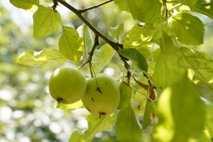 枝头青苹果