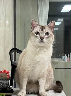 可爱猫咪端坐