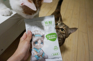 猫咪对猫粮袋好奇