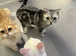 三只猫咪齐聚地面