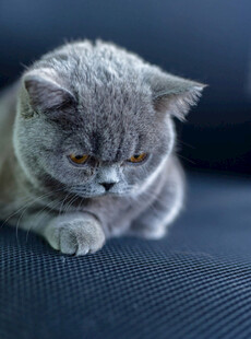 慵懒灰猫趴坐