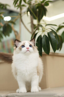 可爱布偶猫室内优雅站立