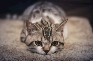 趴着的斑纹猫咪