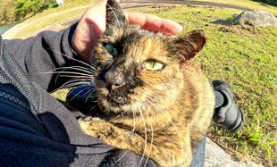 抚摸怀中可爱猫咪瞬间