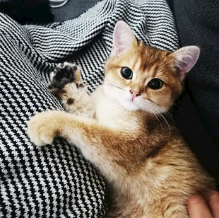 萌猫慵懒躺卧在织物上