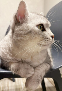 慵懒猫咪趴坐椅子上