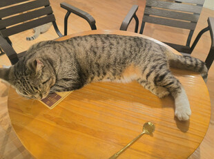 酣睡的猫咪躺于木桌上