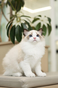 可爱布偶猫端坐