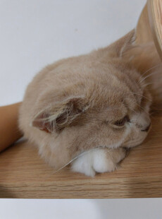 慵懒猫咪趴卧在木台上