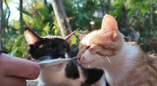 猫咪争食瞬间