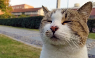 闭眼微笑的可爱猫咪