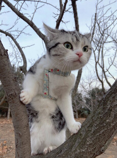 树上萌猫