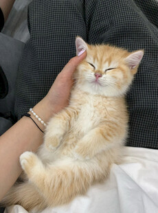 被抚摸的惬意小橘猫