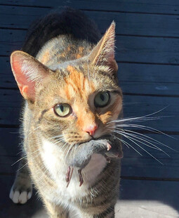 猫咪叼着猎物