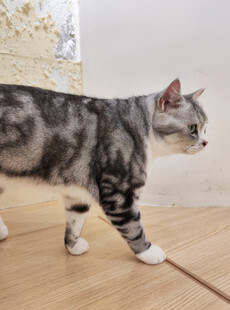 行走的灰黑条纹宠物猫