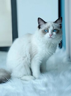 可爱布偶猫坐于毛绒上