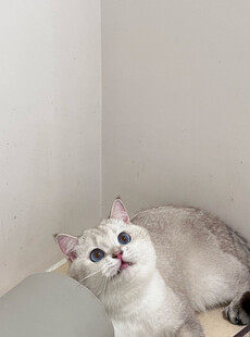角落中的可爱猫咪